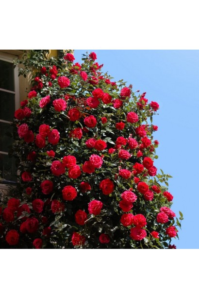 Троянда плетиста ’Бельканто’